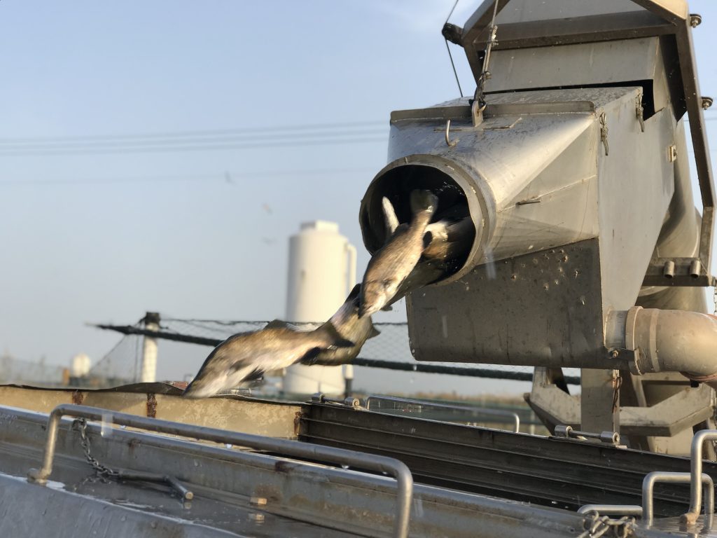 Biban de mare australian crescut „on land” în Satu Mare – singurul pește oceanic din Europa fără mercur și fără compromisuri